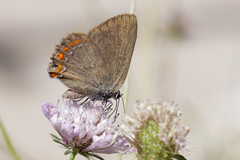 Satyrium esculi