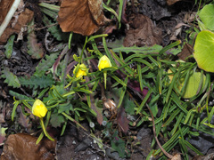 Nanorrhinum urbanii