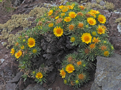 Asteriscus graveolens stenophyllus