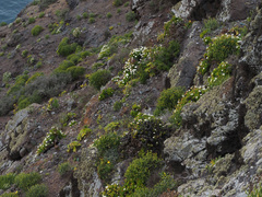 Argyranthemum frutescens subsp. canariae image