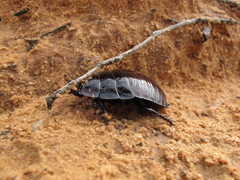 Geoscapheus robustus