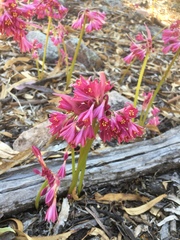 Zephyranthes bifida