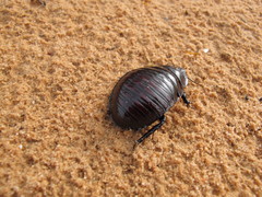 Geoscapheus robustus