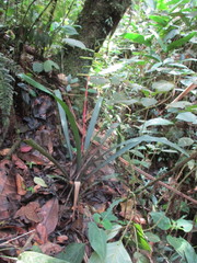 Guzmania sprucei