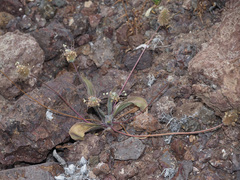 Plantago amplexicaulis
