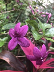 Pseuderanthemum laxiflorum