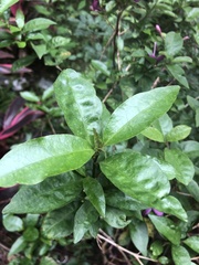 Pseuderanthemum laxiflorum