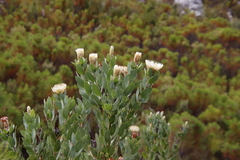 Protea lacticolor