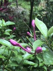 Pseuderanthemum laxiflorum