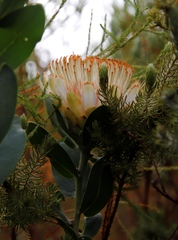 Protea lacticolor
