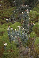 Protea lacticolor