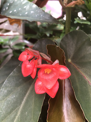 Begonia coccinea