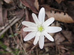 Anemonoides raddeana