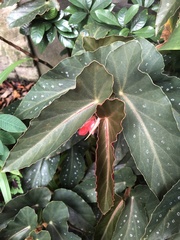 Begonia coccinea