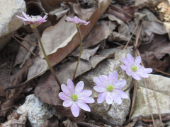 Hepatica nobilis