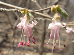 Lonicera praeflorens