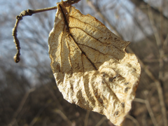 Lonicera praeflorens