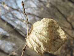 Lonicera praeflorens