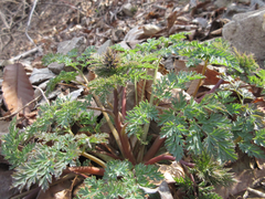Corydalis speciosa