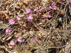 Rhododendron mucronulatum