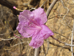 Rhododendron mucronulatum