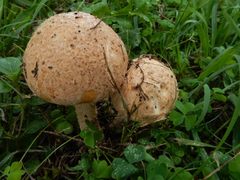 Saproamanita nauseosa