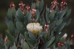 Protea lacticolor