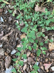 Chenopodium trigonon stellulatum