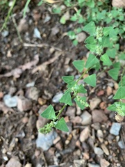 Chenopodium trigonon stellulatum