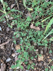 Chenopodium trigonon stellulatum