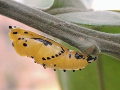 Delias eucharis