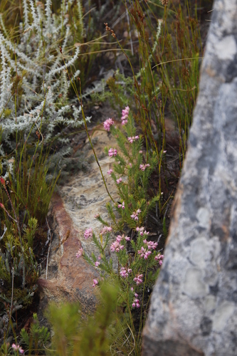 Image of Erica taxifolia by (c) Tony Rebelo, some rights reserved (CC BY-SA)