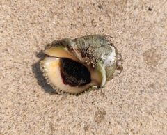 Purpura bufo