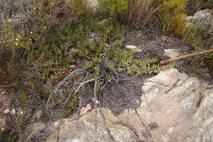 Carpobrotus edulis parviflorus