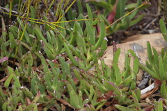 Carpobrotus edulis parviflorus