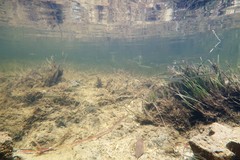 Atherinosoma microstoma