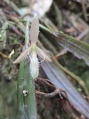 Epidendrum filamentosum