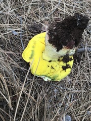 Butyriboletus primiregius