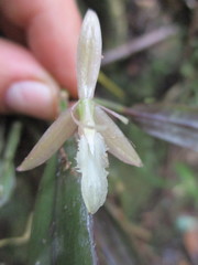 Epidendrum filamentosum