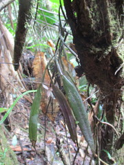 Epidendrum filamentosum