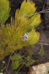 Serruria rosea