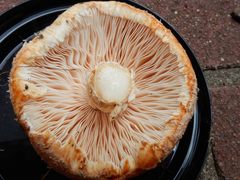 Saproamanita nauseosa