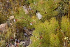 Serruria rosea
