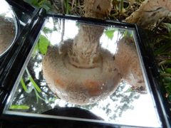 Saproamanita nauseosa