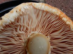 Saproamanita nauseosa