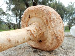 Saproamanita nauseosa