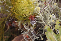 Serruria rosea