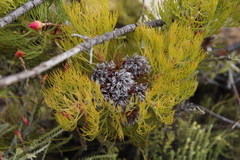 Serruria rosea