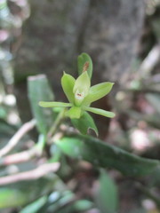 Epidendrum ramosum