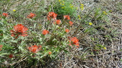 Castilleja hispida acuta
